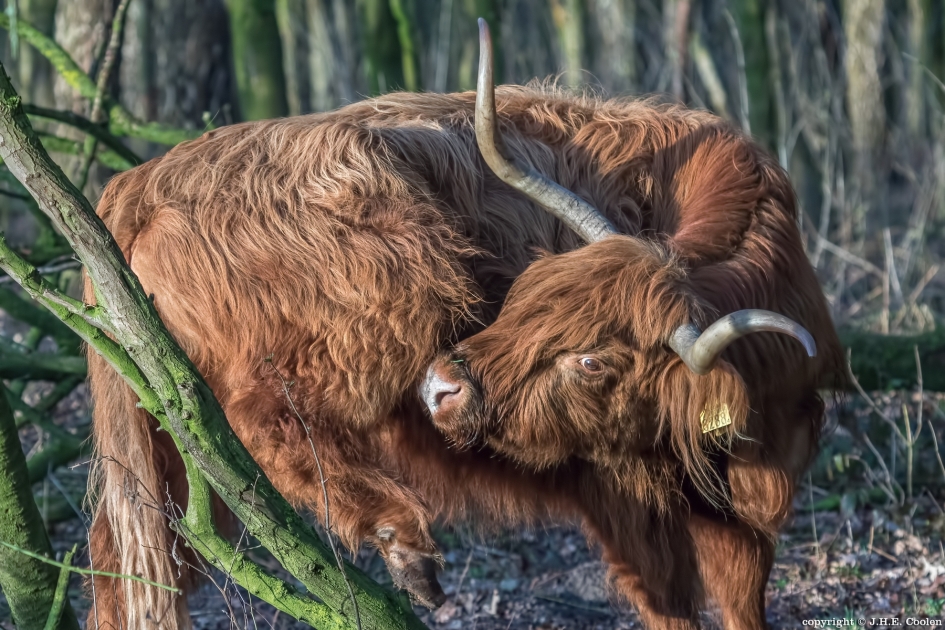 Weer terug..... - Zoogdieren - Schotse hooglander