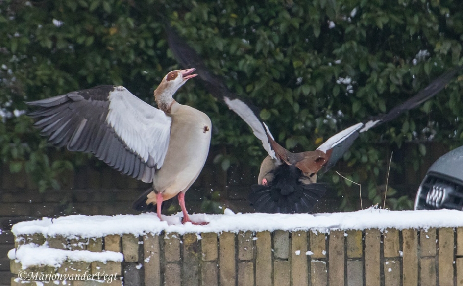 Whoops - Vogels - Nijlganzen