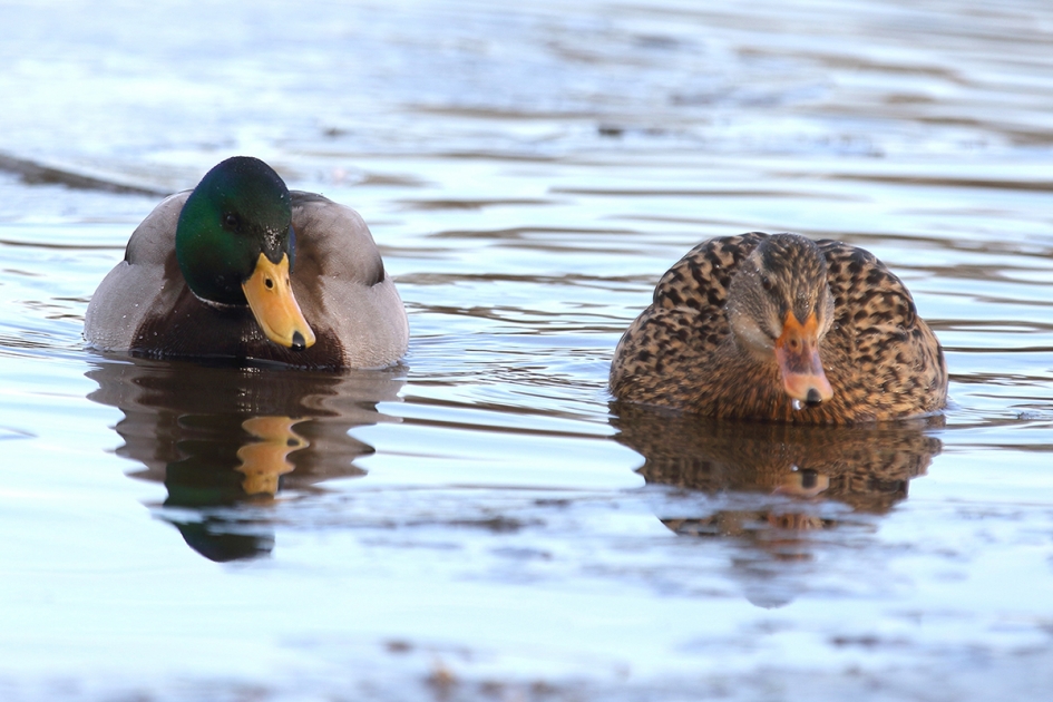 wilde eenden koppeltje - Vogels - 
