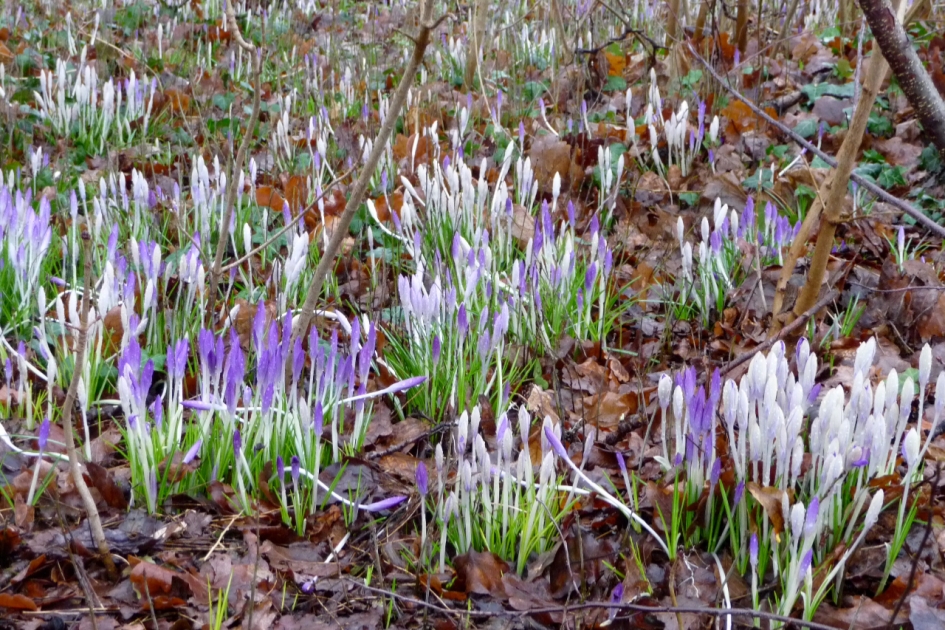 Wilde krokussen - Planten - 