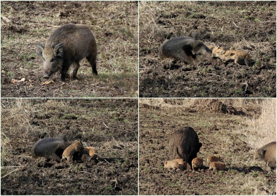 Wilde zwijnen in de Betuwe (2) - Zoogdieren - 