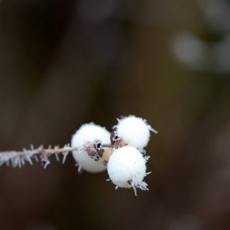 Winter macro