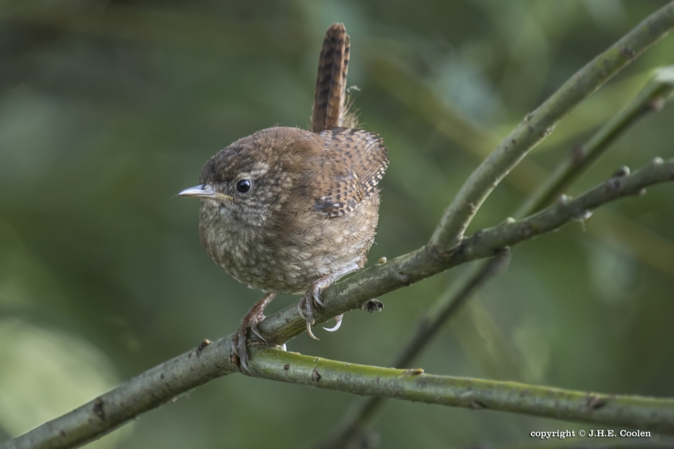 Winterkoning - Vogels - Winterkonink