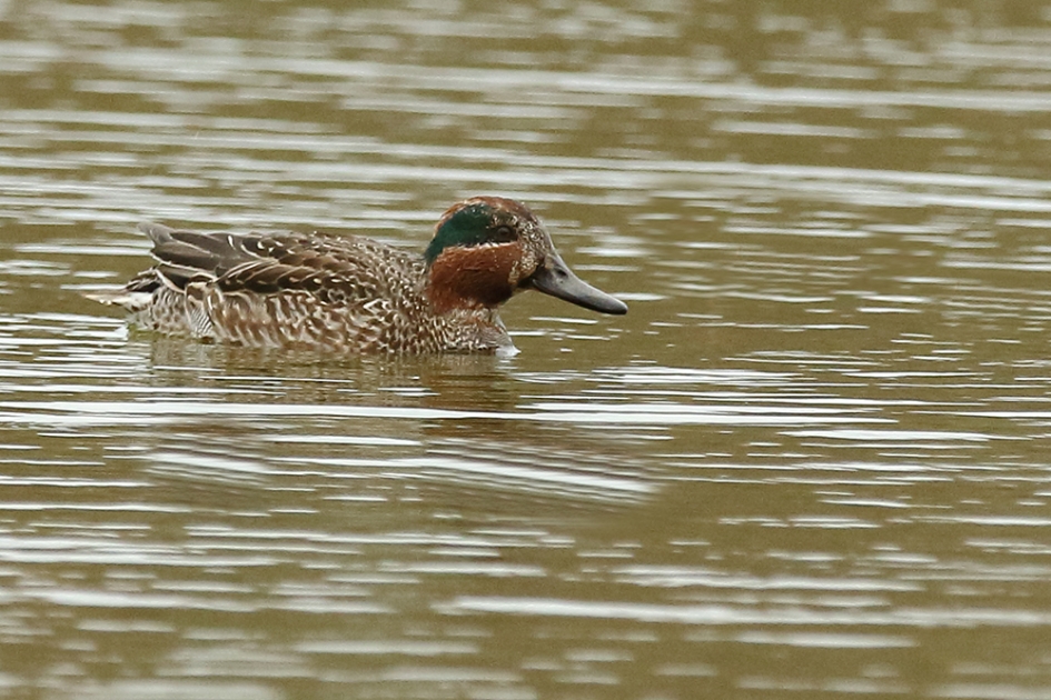 wintertaling -m- - Vogels - 