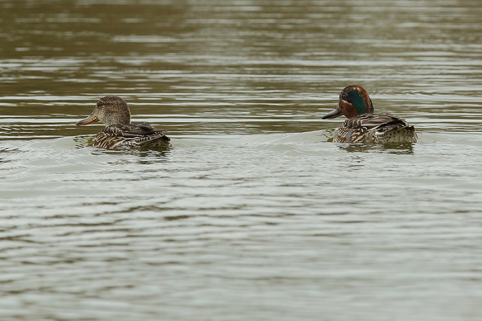 wintertaling m + v - Vogels - 