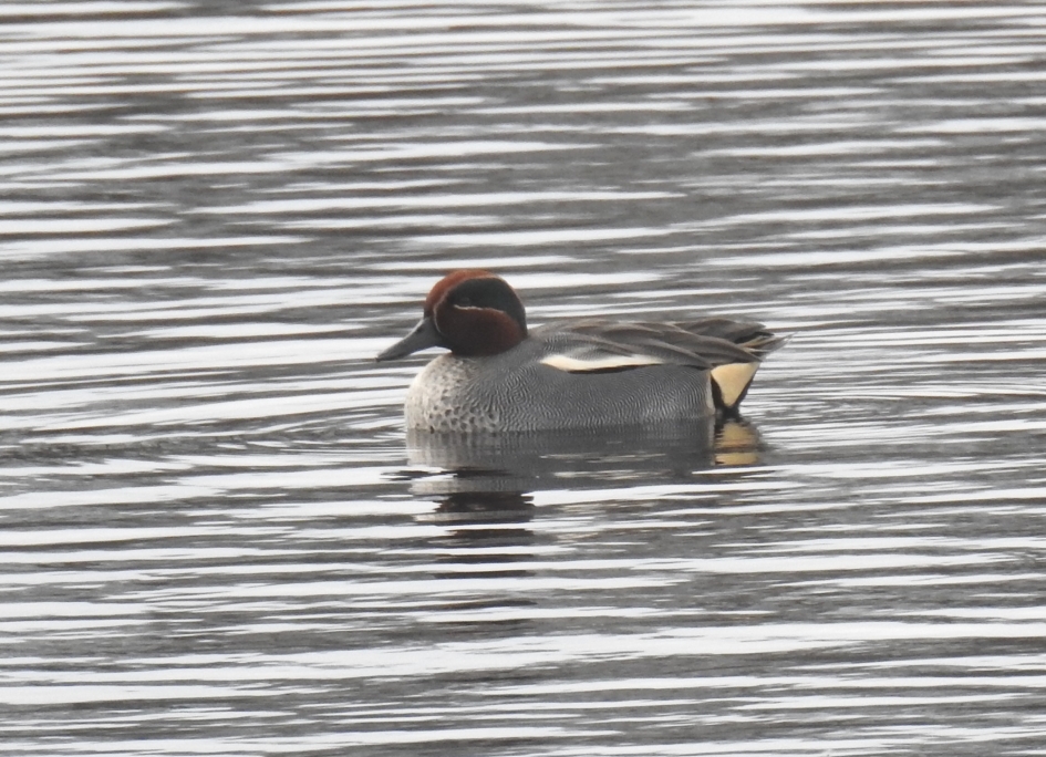 Wintertaling woerd. - Vogels - Wintertaling