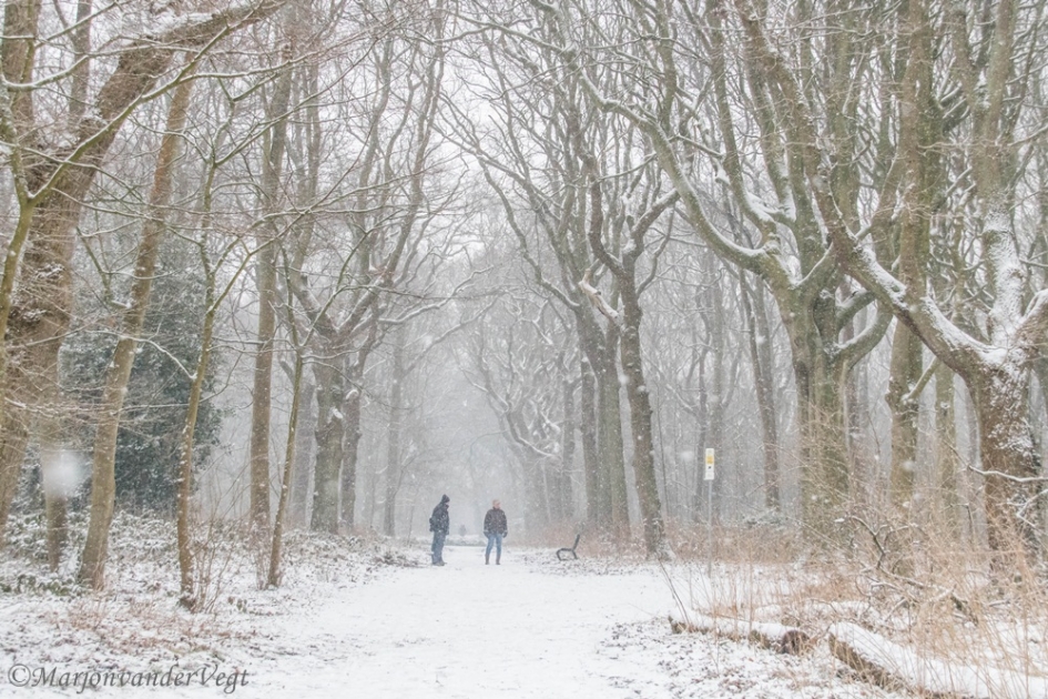 Winterwonderland - Weer en landschap - bos