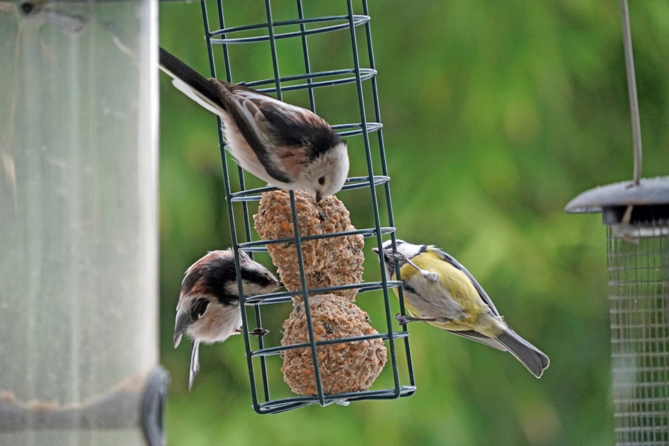 witkop staartmees - Vogels - witkop staartmees