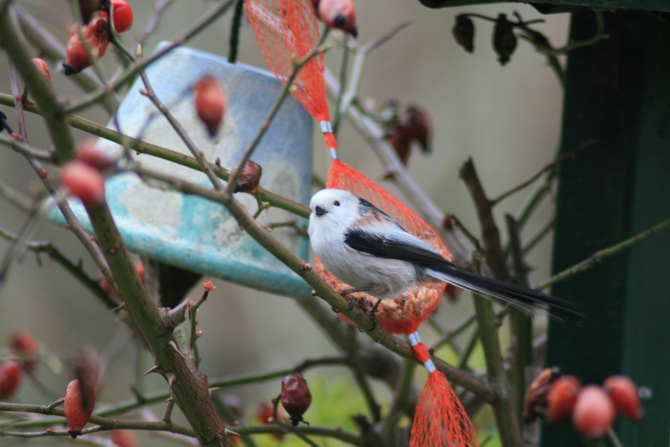 witkoppige staartmees - Vogels - witkoppige staartmees