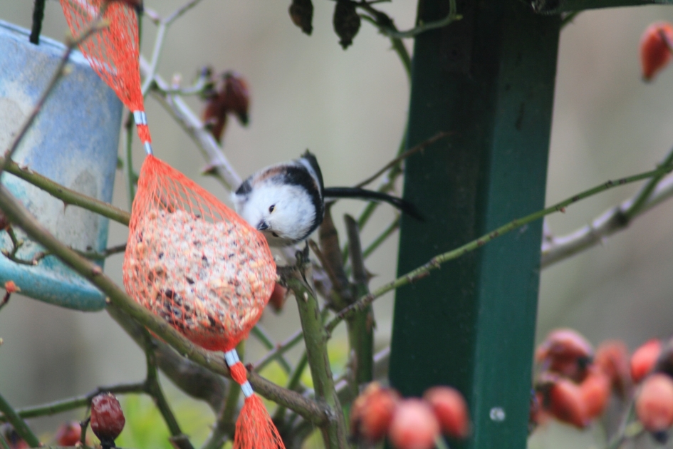 witkoppige staartmees - Vogels - witkoppige staartmees