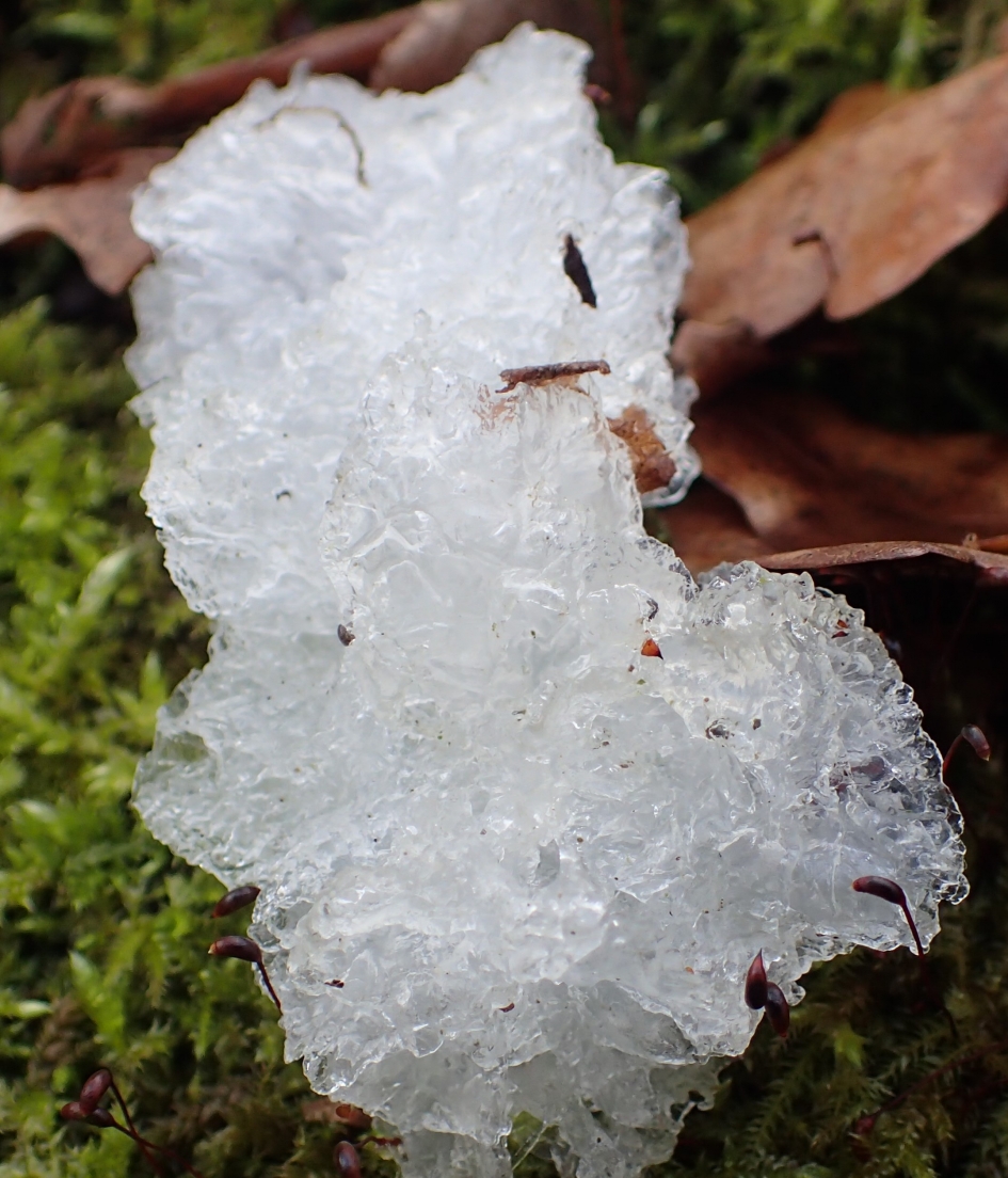 Witte Trilzwam of Heksensnot - Schimmels - witte trilzwam