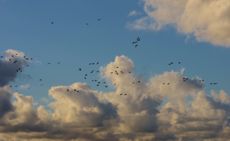 Witte Wolken met Smienten