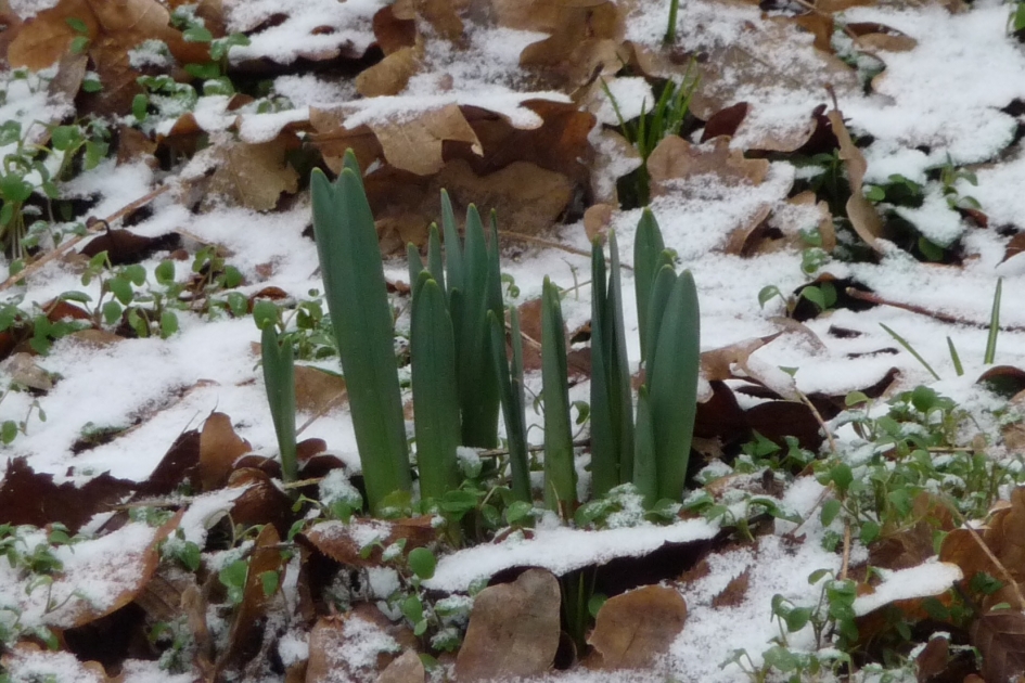 Worden dit.... - Planten - 