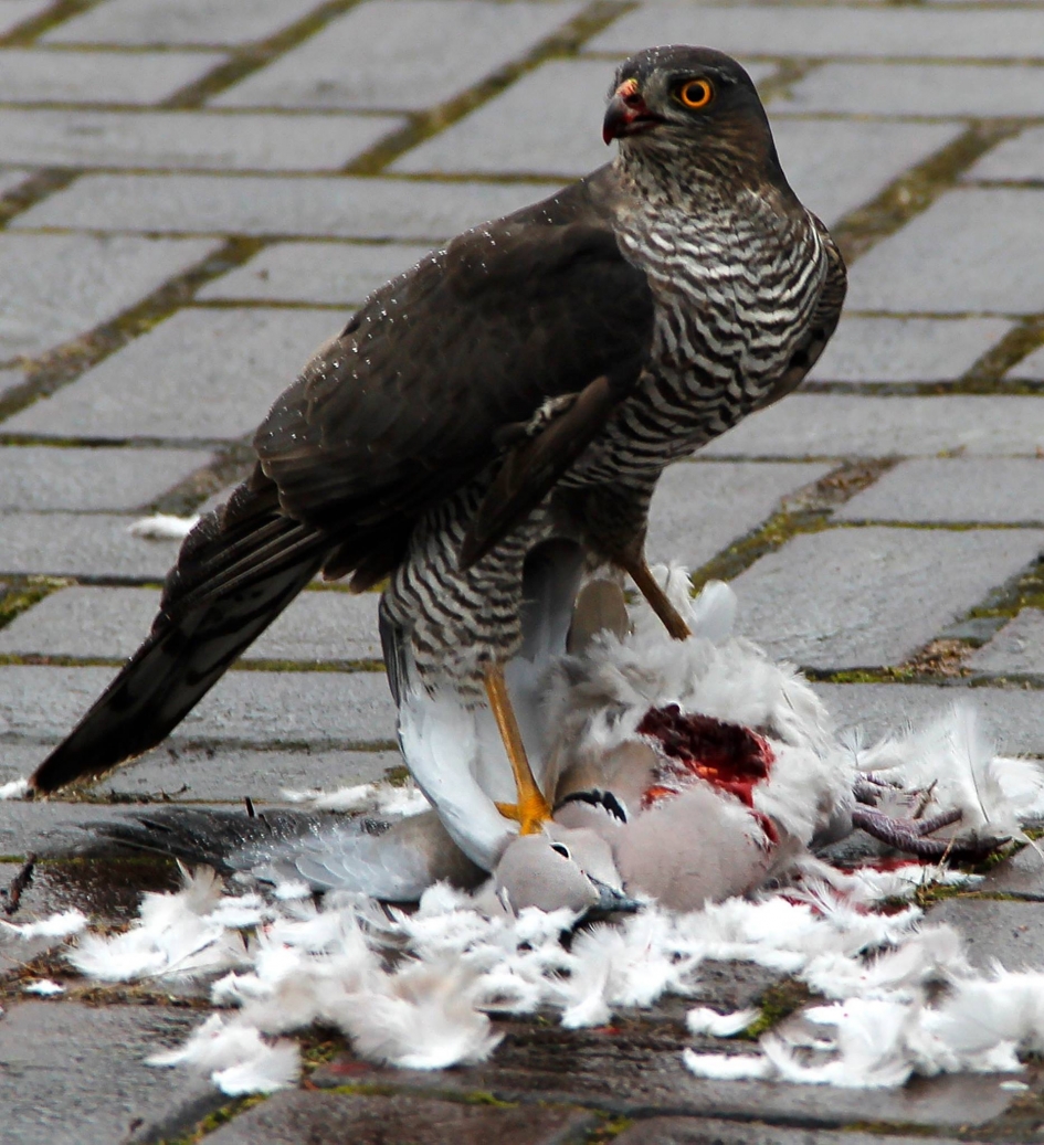 wreed en zacht - Vogels - Sperwer