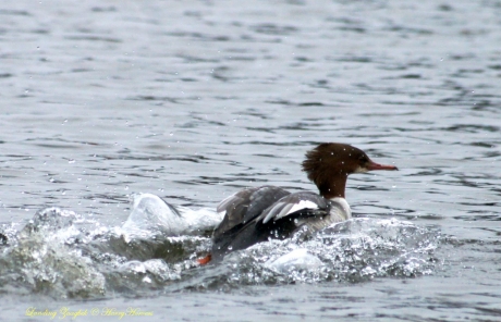 Zaagbek landend op het water