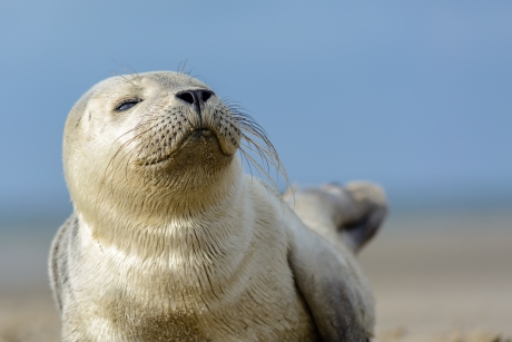 Zeehondenpup op het strand