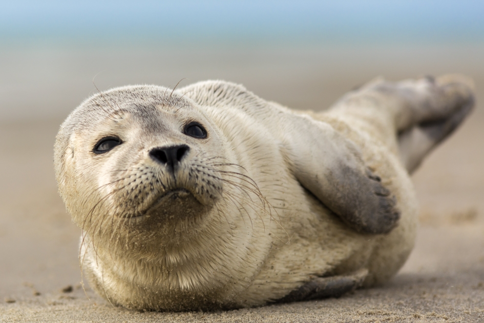 Zeehondenpup op het strand - Zoogdieren - Gewone zeehond