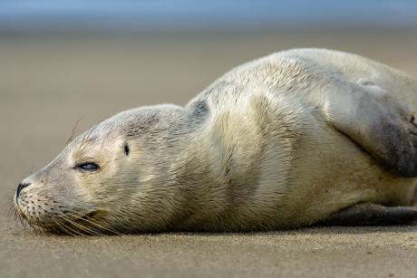 Zeehondenpup op het strand