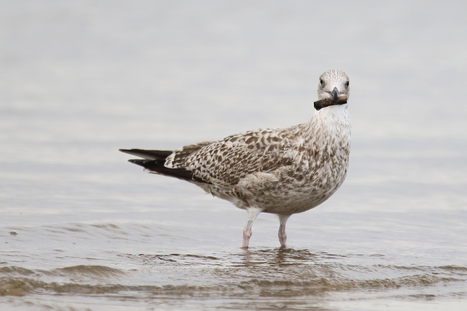 zilvermeeuw -1ste kalenderjaar- - Vogels - 