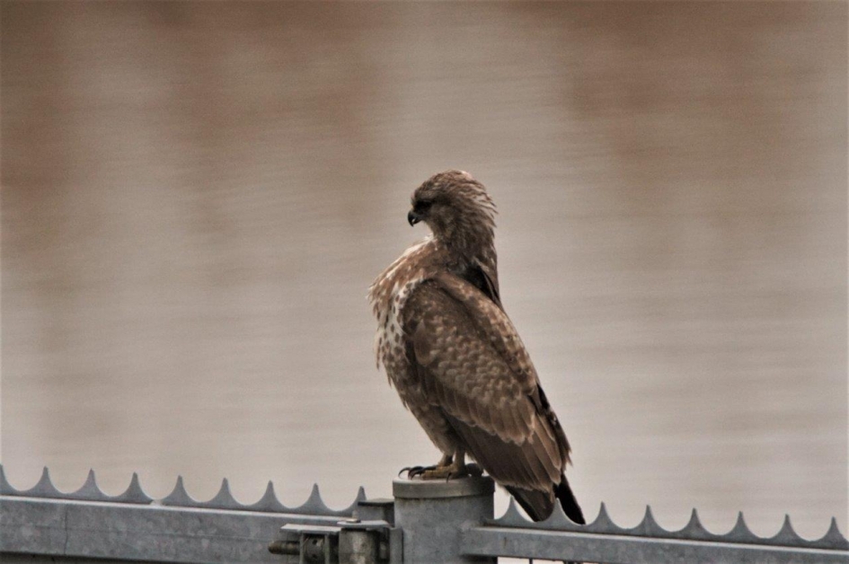 Zo trots als een buizerd - Vogels - Buizerd