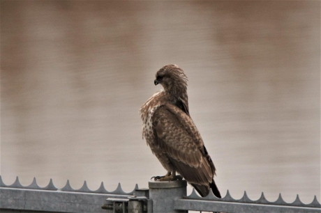 Zo trots als een buizerd