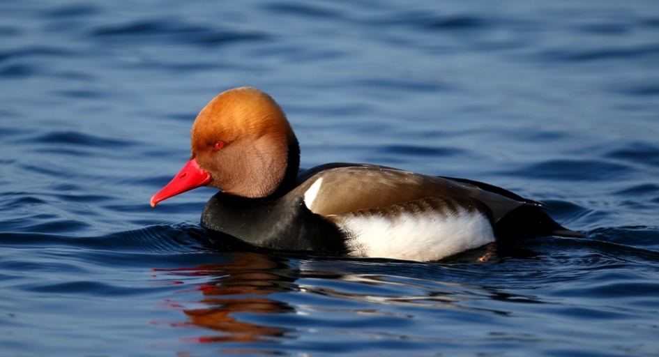 Zomaar een eend. - Vogels - Krooneend