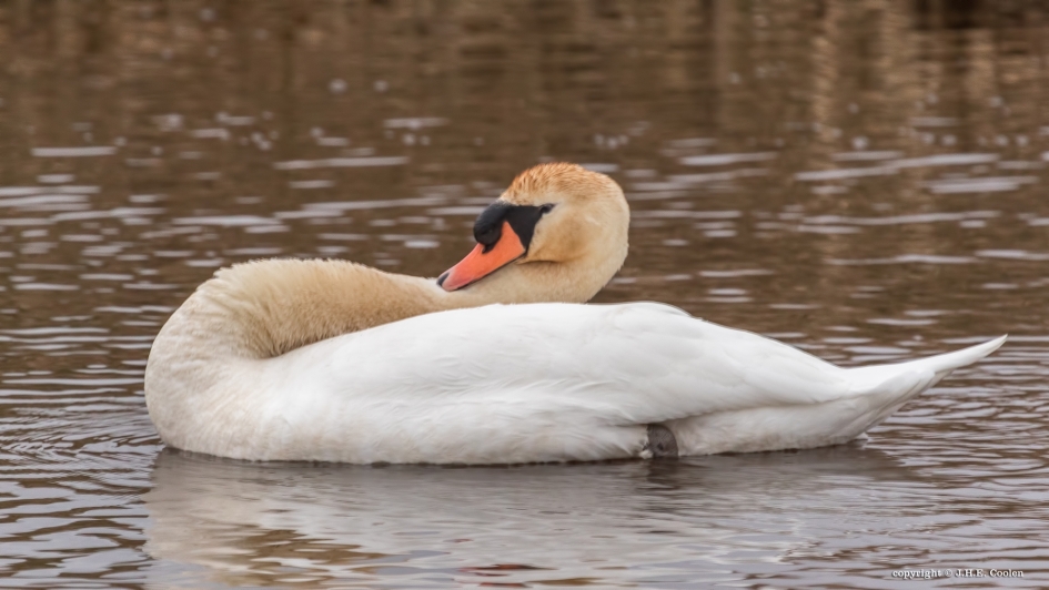 Zwaar - Vogels - Knobbelzwaan