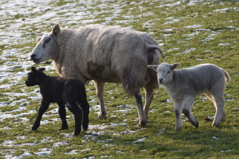 Zwart/wit - Zoogdieren - 