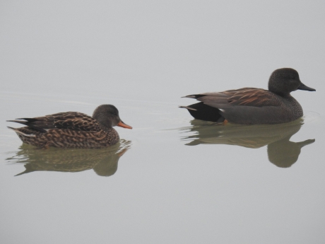 Zwemmend paartje krakeenden
