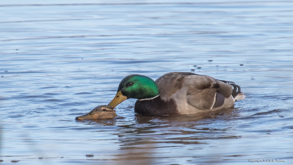 1 Lentekriebels - Vogels - Wilde eend