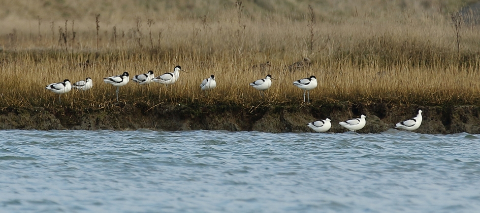 1ste en 2de rang - Vogels - 