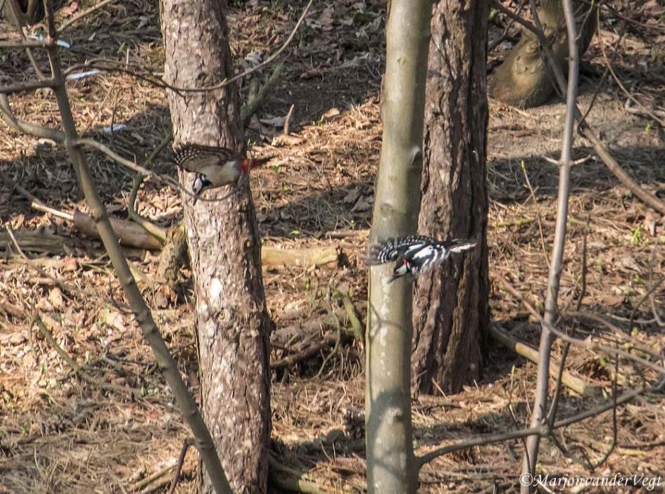 2 bonte jongens - Vogels - bonte specht