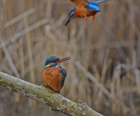 2 ijsvogels, man en vrouw