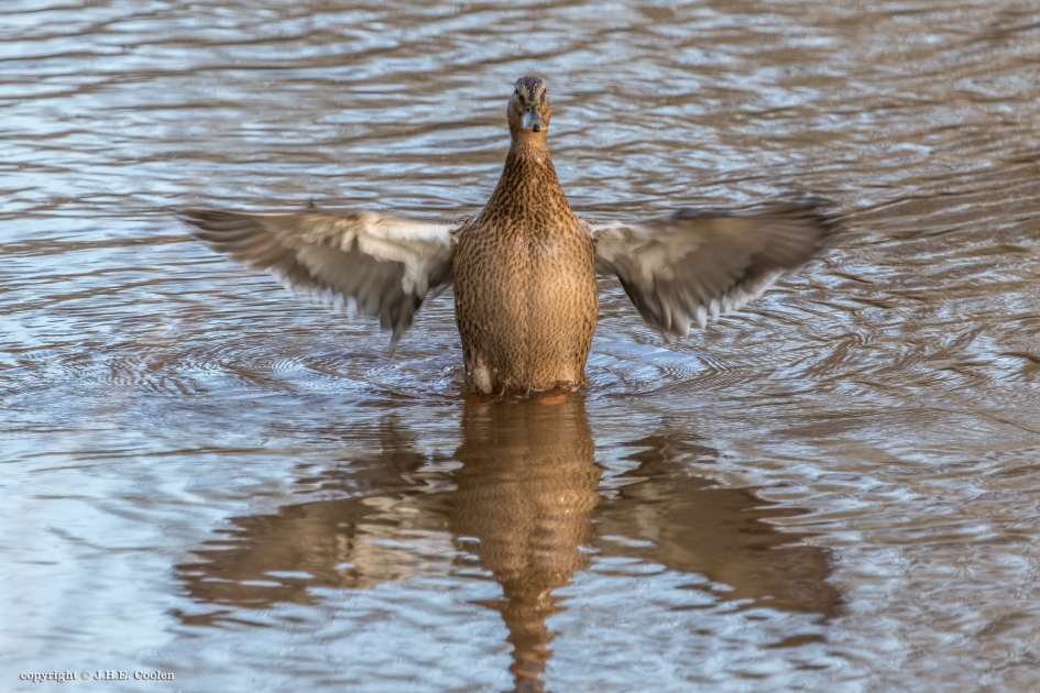2 Over drijven - Vogels - Wilde eend (vrouwtje)