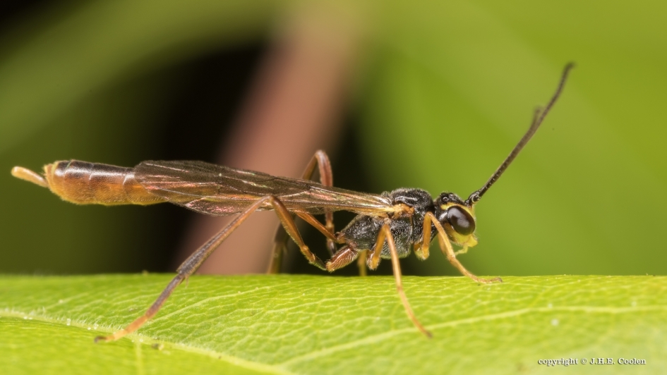 2 Sluipwesp - Geleedpotigen - Sluipwesp