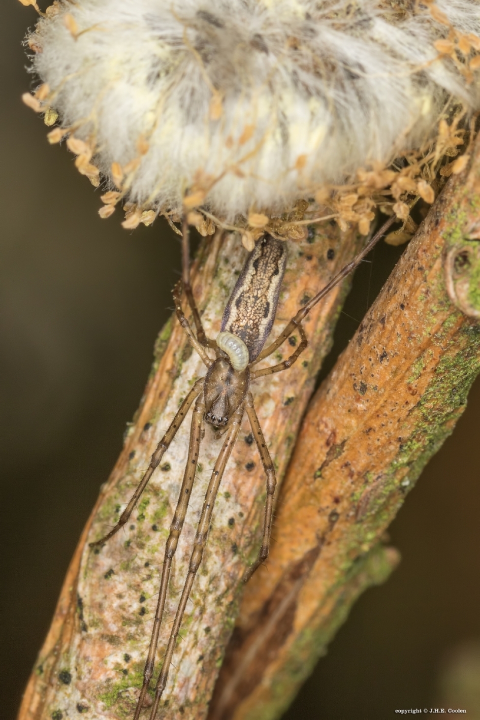 3 Larve - Geleedpotigen - 