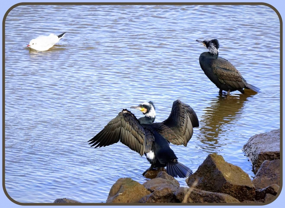 aalscholver - Vogels - Aalscholver
