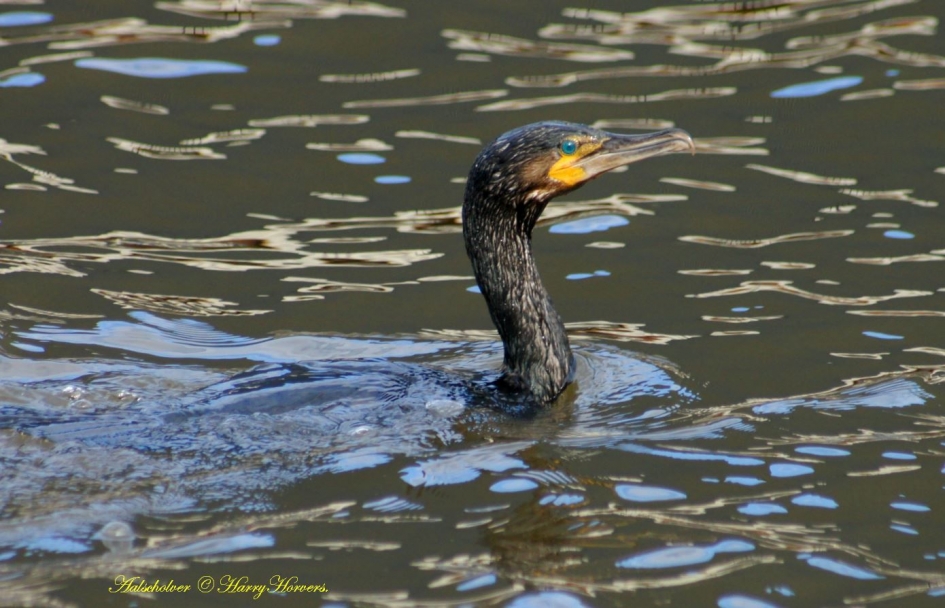 Aalscholver - Vogels - 