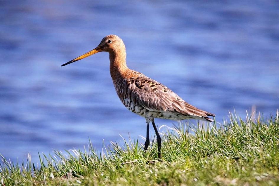 Aan de oever - Vogels - Grutto