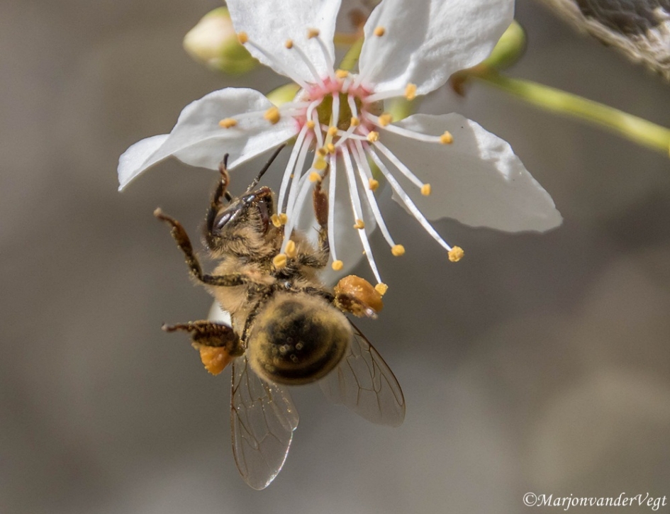 Acrobaat - Geleedpotigen - bij