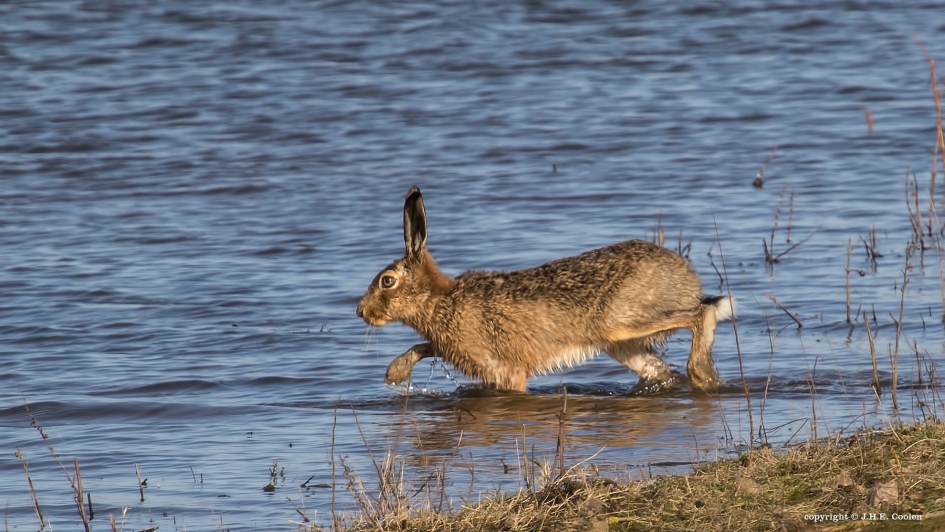 Afkoeling - Zoogdieren - Haas