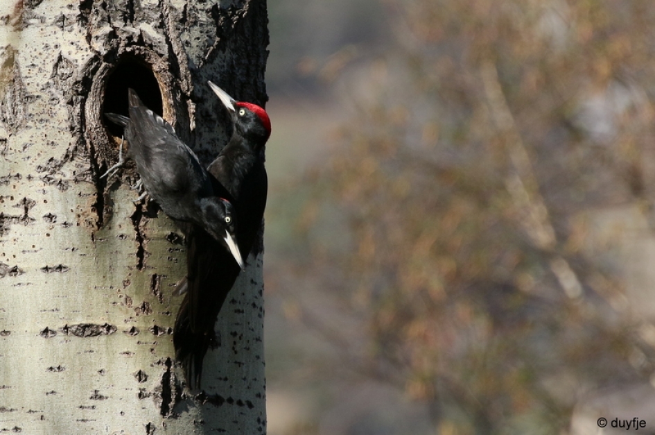 Aflossing van de wacht - Vogels - Zwarte Spechten