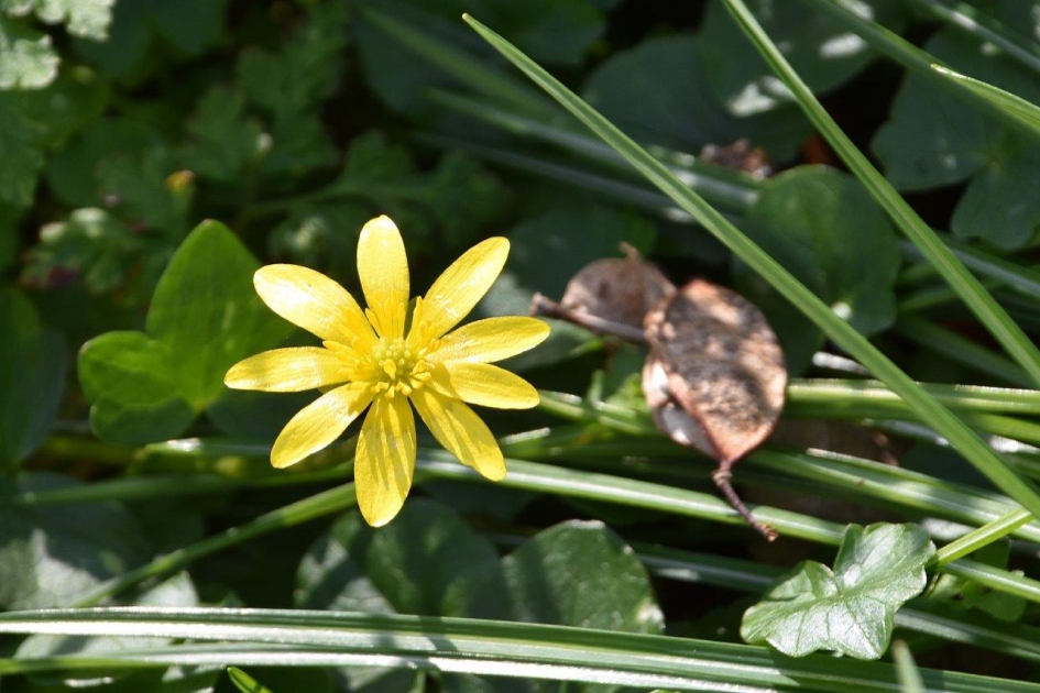 Speenkruid - Planten - 