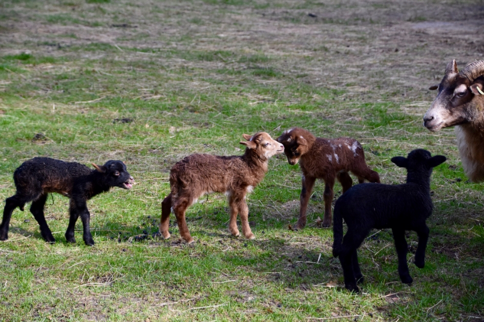 Alle kleintjes samen... - Zoogdieren - Drents heideschaap