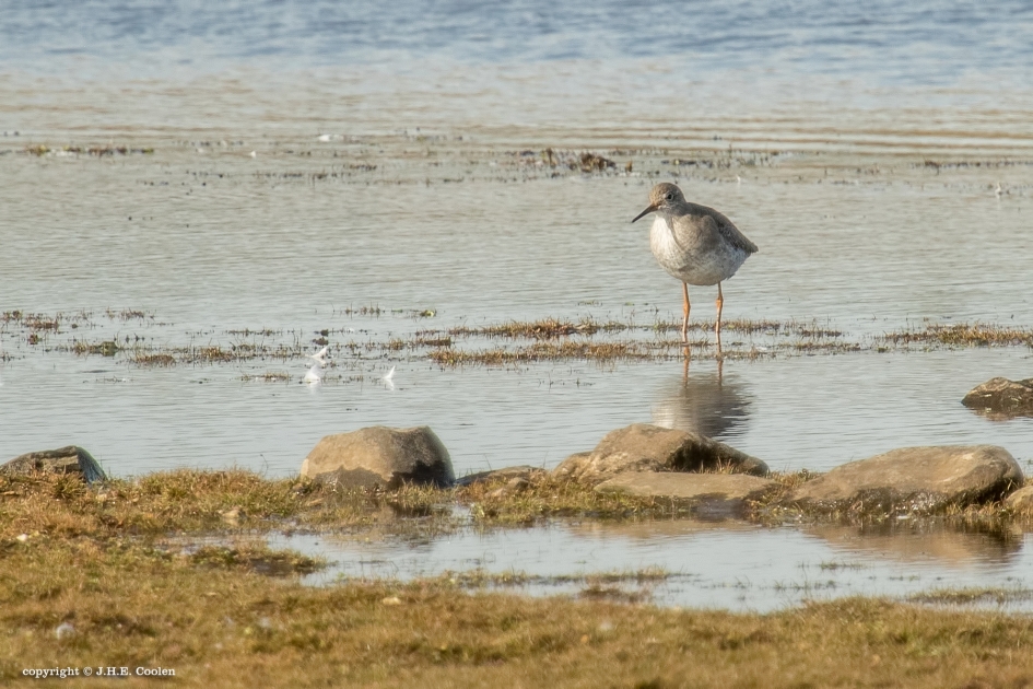 Alleen - Vogels - Tureluur