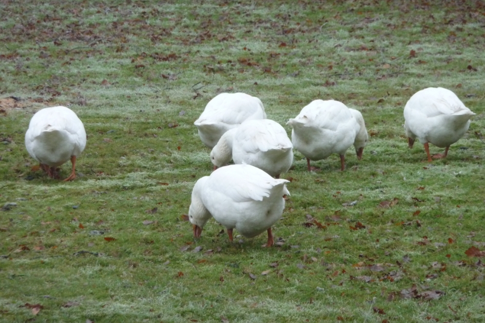 Allemaal bukken... - Vogels - 