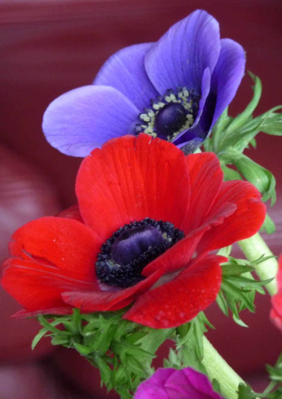 Anemonen - Planten - 