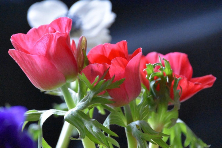 Anemonen - Planten - 