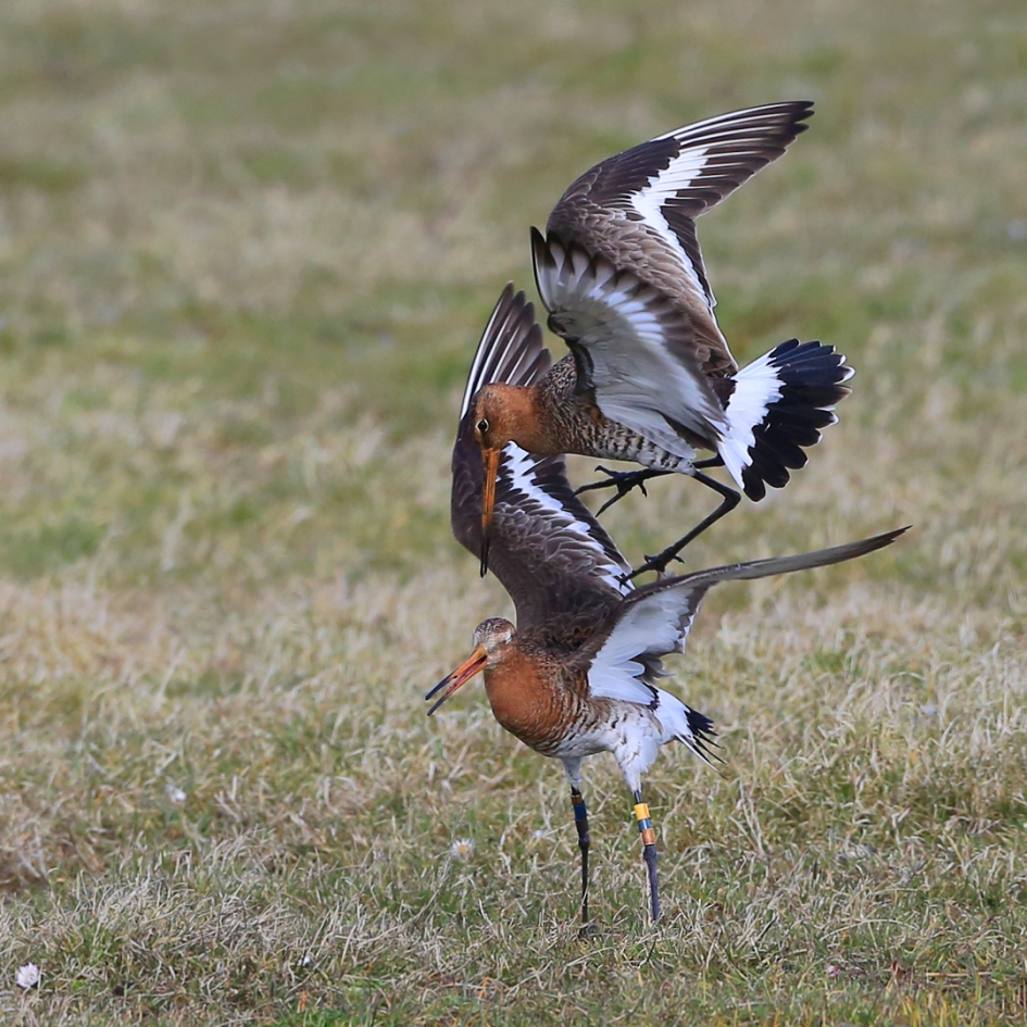 Avances - Vogels - Grutto