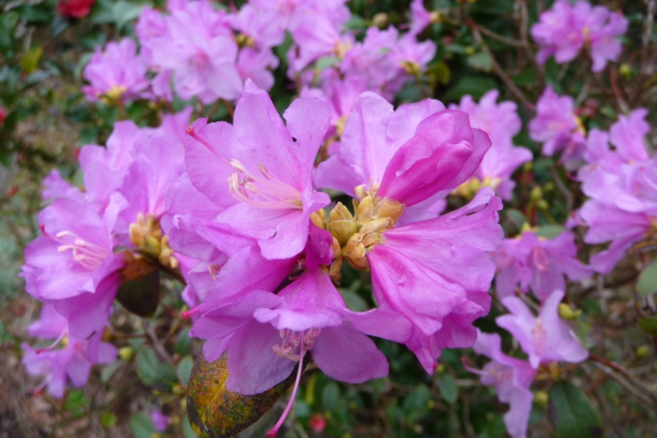 Azalea - Planten - 